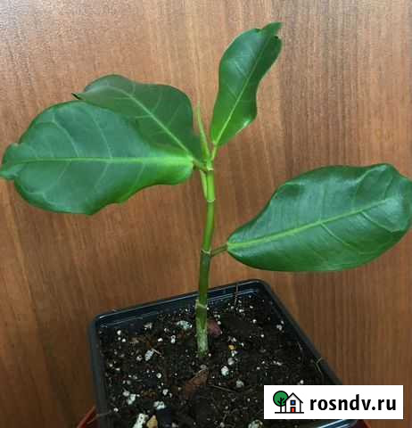 Фикус буртт-деви Пермь - изображение 1