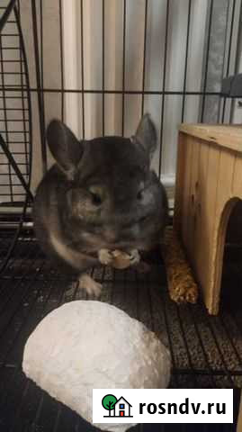 Клетка для Шиншиллы Каспийск - изображение 1