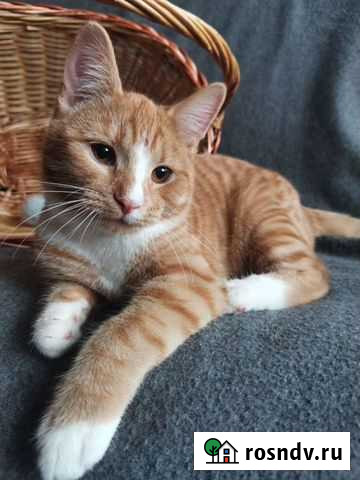 Рыжий котенок, девочка, в дар Реутов - изображение 1