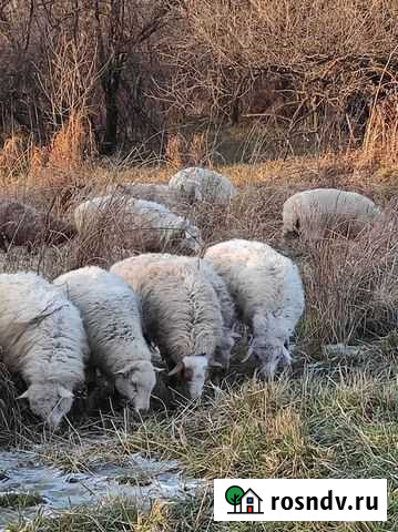 Продам баранов Благовещенск - изображение 1