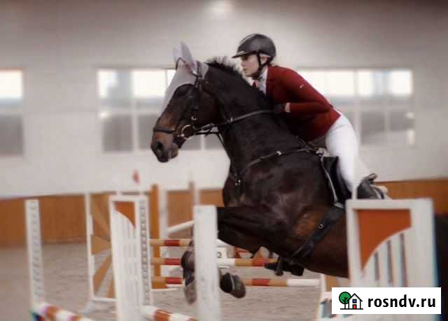 Лошадь в аренду Шишкин Лес - изображение 1