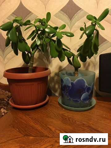 Толстянка (денежное дерево ) Севастополь - изображение 1