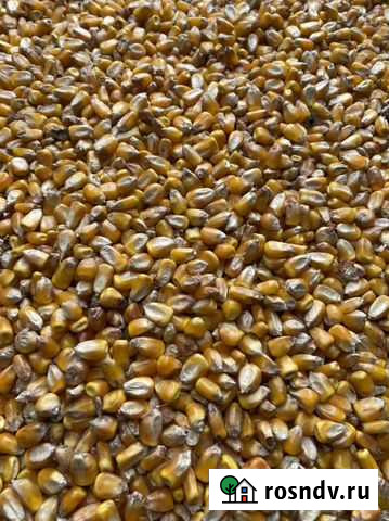 Кукуруза Приволжский - изображение 1