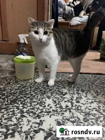 Котенок-личиска Санкт-Петербург - изображение 1