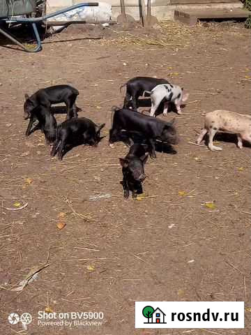 Поросята Черноголовка - изображение 1
