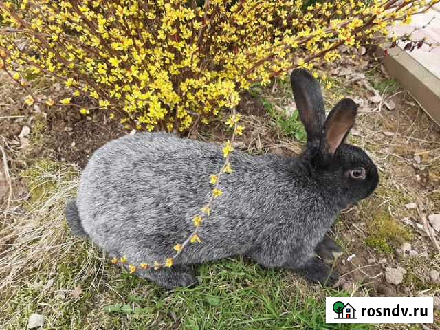 Продаются кролики Калуга - изображение 1
