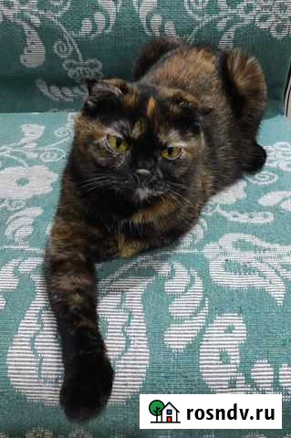 Шотланская вислоухая кошка Уфа - изображение 1