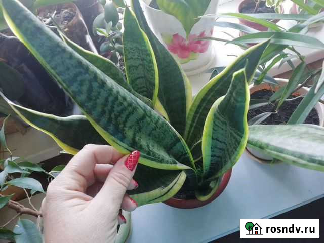 Цветы Саратов - изображение 1