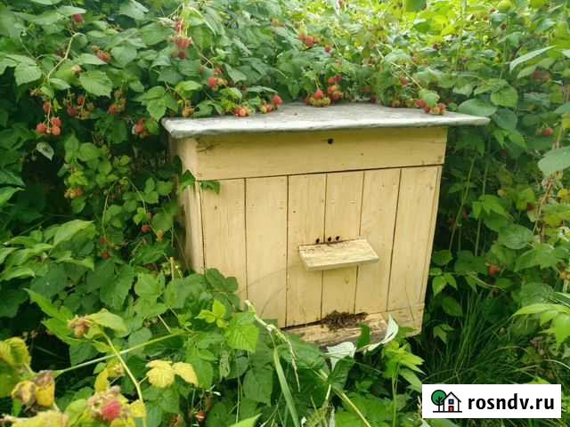 Мед натуральный 2021, воск, прополис Пушкино - изображение 1