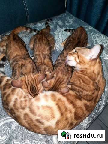 Бенгальская Сочи - изображение 1