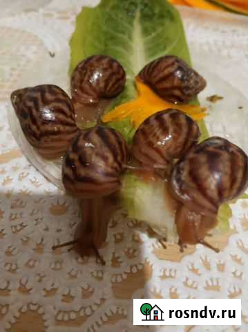 Улитята Ахатина Москва - изображение 1