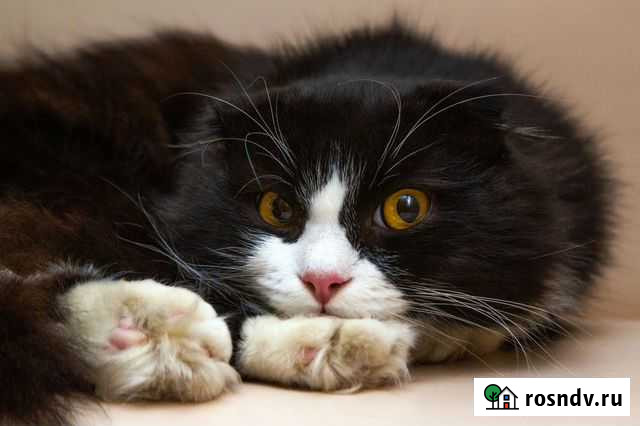 Котик Тим Москва - изображение 1