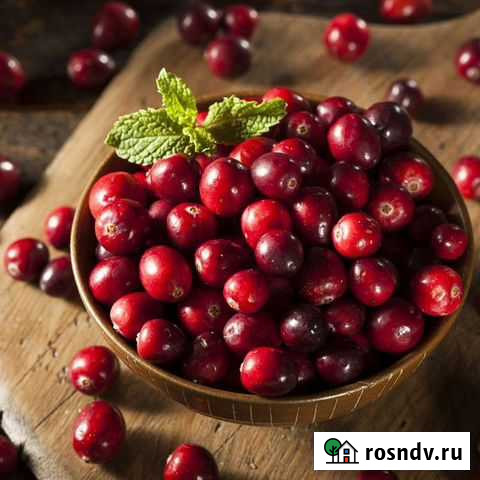 Клюква, сбор 2021г., свежая, зрелая, дикая Кушва - изображение 1