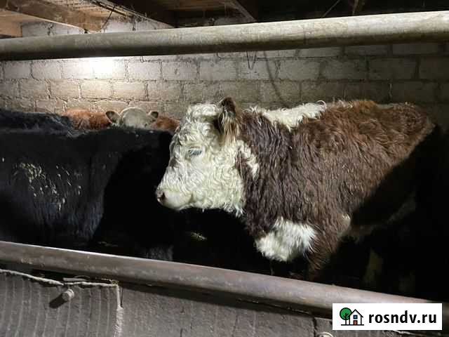 Бычки Герефорды Нарткала - изображение 1