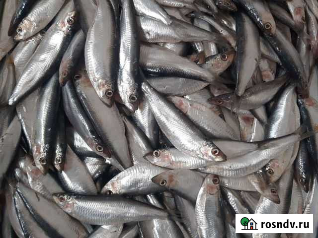 Каспийская килька Новороссийск - изображение 1