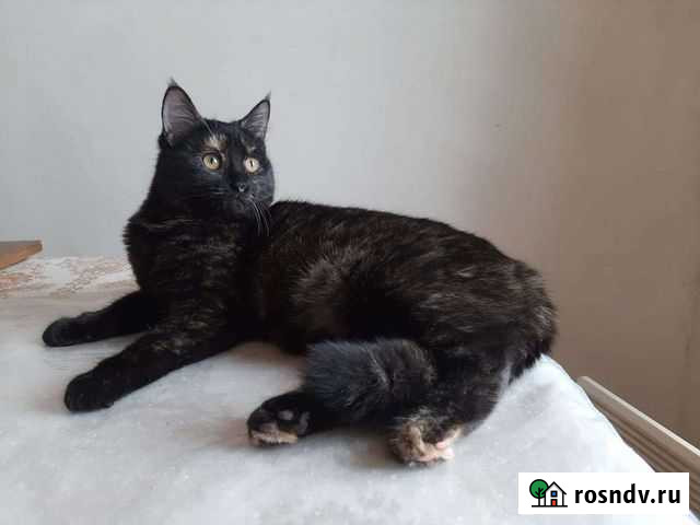 Котёнок (молодая кошечка 6 мес.) в дар Москва - изображение 1