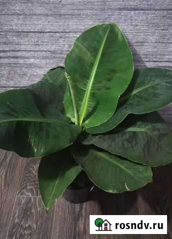 Комнатные цветы Таганрог - изображение 1