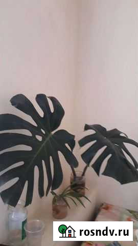 Манстера Уфа - изображение 1