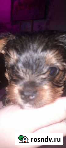 Йоркширский терьер Челябинск - изображение 1