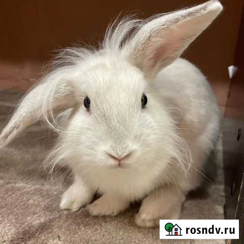 Кролик Бузулук - изображение 1