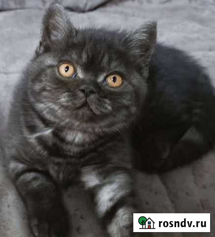 Британка суперская Нижний Тагил - изображение 1