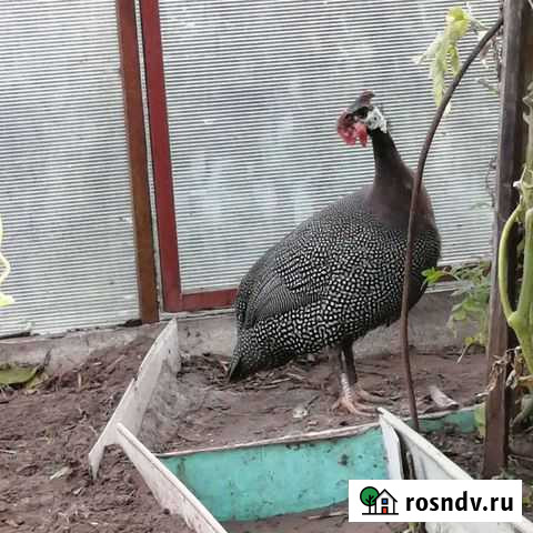 Цесарки Нижний Новгород - изображение 1