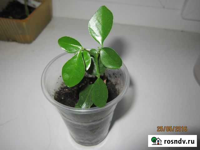 Мурайя карликовая Нижний Новгород - изображение 1