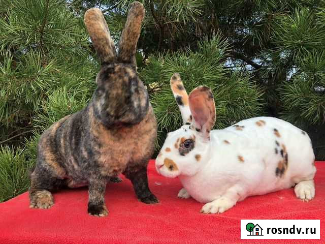 Кролики породы рекс Бийск - изображение 1