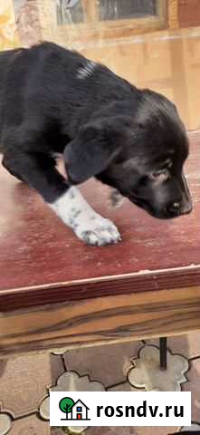 Щенки в добрые руки даром Щёлково - изображение 1