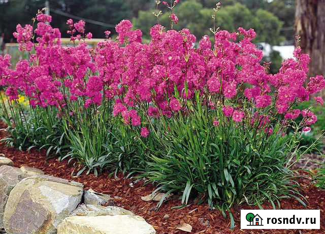 Лихнис (семена) Волгоград - изображение 1