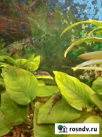 Сомик (чистильщик) Белгород - изображение 1