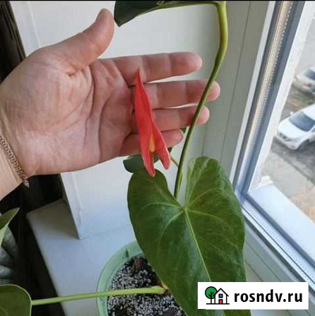 Антуриум Калифорния, Виолет харт Балаково - изображение 1