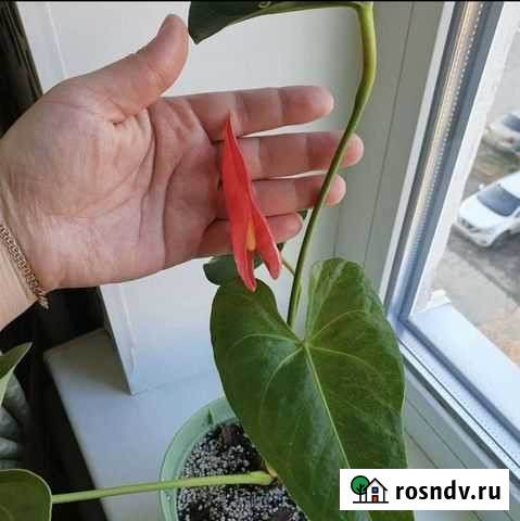 Антуриум Калифорния, Виолет харт Балаково - изображение 1