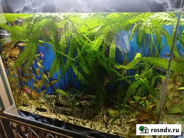 Растения для аквариума Нижний Тагил - изображение 1