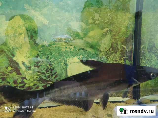 Рыбки Львовский - изображение 1