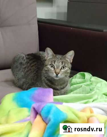 Стерилизованная молодая кошечка в добрые руки Казань - изображение 1