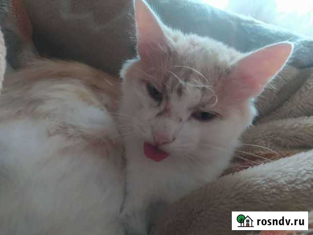 Потерялся кот Кушнаренково - изображение 1