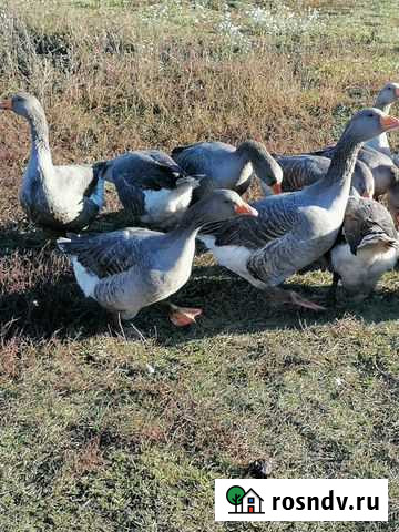 Мясо Арженского Домашнего Молодого Гуся Рассказово - изображение 1