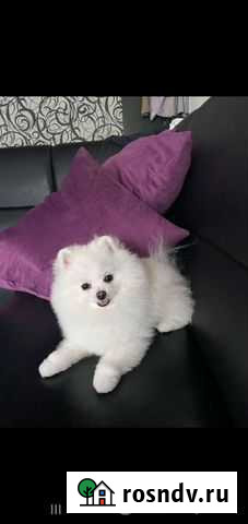 Померанский шпиц вязка Симоненко - изображение 1