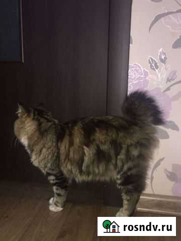 Курильский бобтейл вязка Тюмень - изображение 1