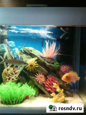 Аквариум Курск - изображение 1