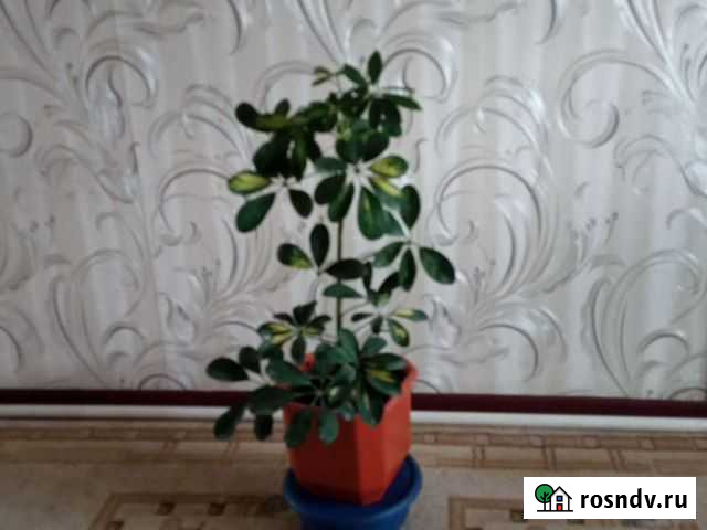 Бамбуковая пальма и шефлера Алексин - изображение 1