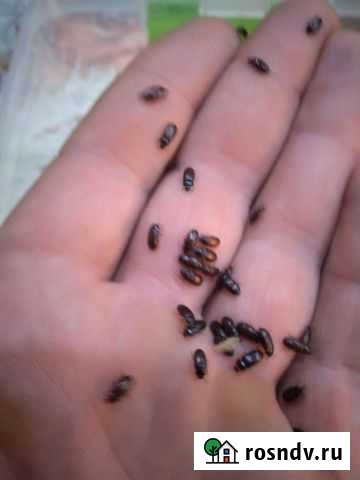 Жук лекарь, знахарь Некрасовская - изображение 1