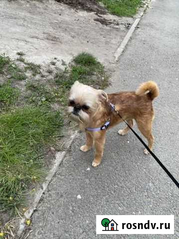 Собака для вязки Тюмень - изображение 1