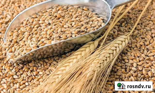 Пшеница с ячменем (суржа) Морозовск - изображение 1