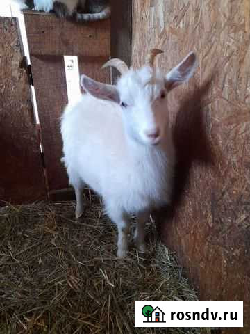 Коза Стерлитамак - изображение 1