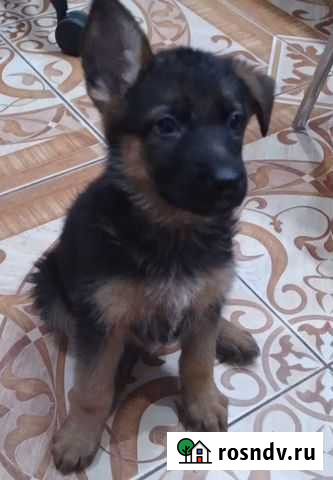 Щенки немецкой овчарки длинношерстного папы Рязань - изображение 1