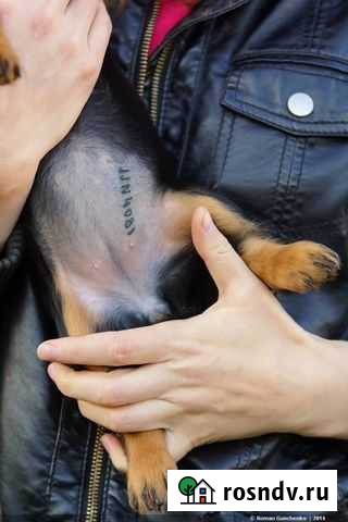 Клеймение щенков Санкт-Петербург - изображение 1