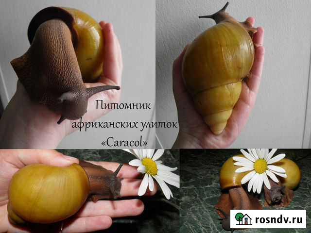 Улитки африканские Санкт-Петербург - изображение 1