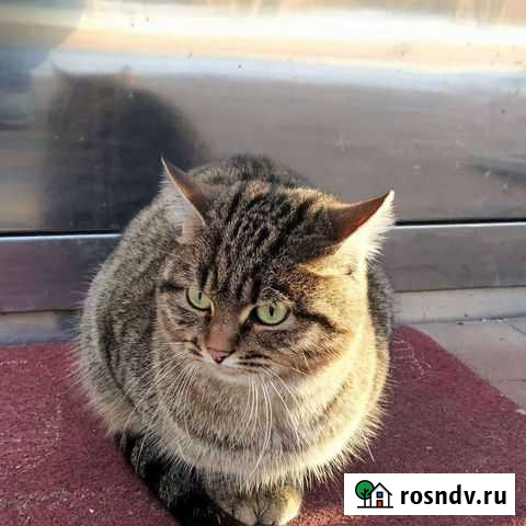 Киса ищет хозяев Казань - изображение 1